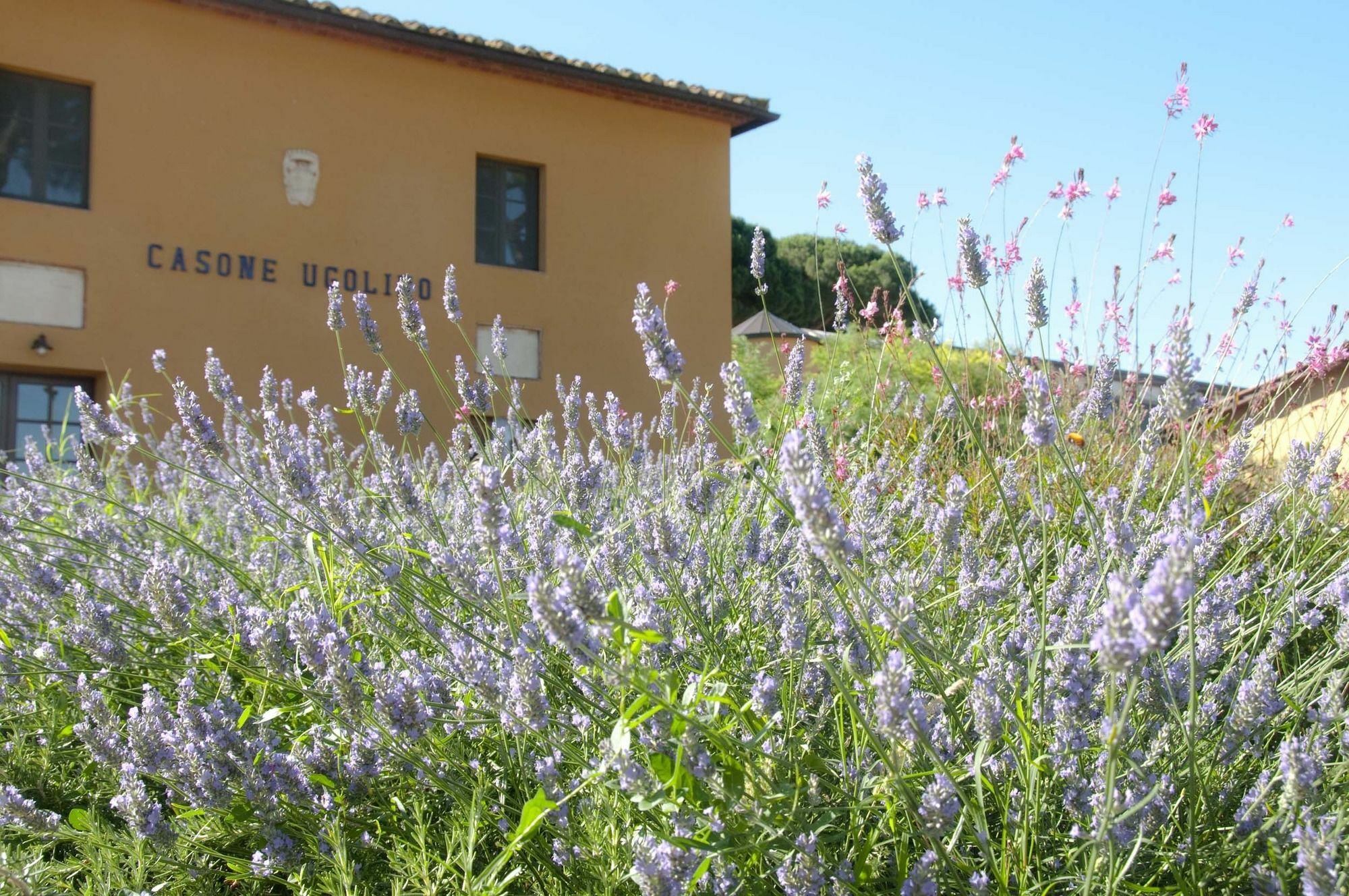 Residence Casone Ugolino Donoratico Exterior foto